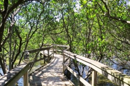 Mangrove Nature Walk