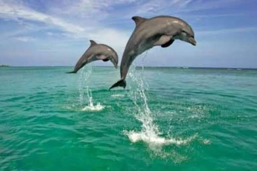 Dolphin Tour